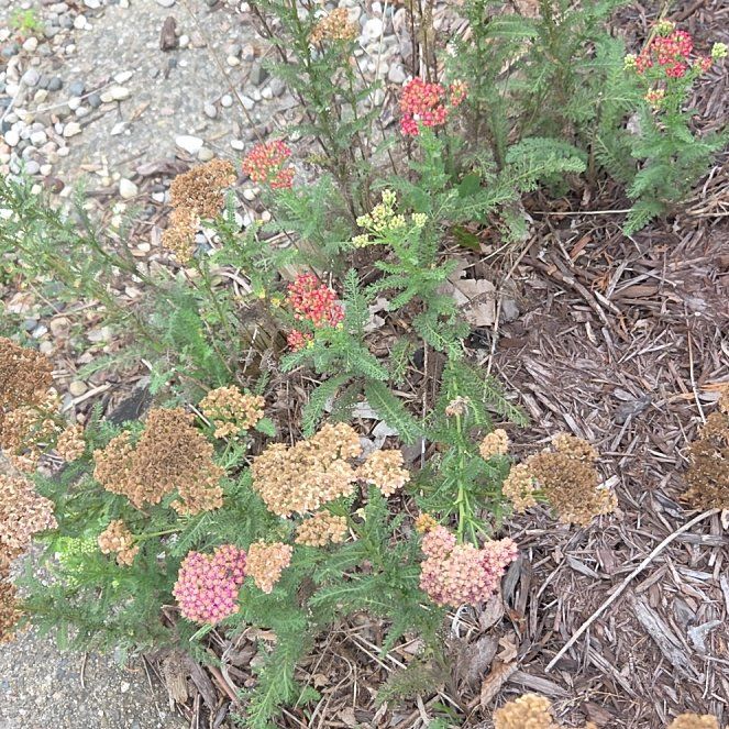 Photo of the plant species Boreal Yarrow by @HeirBroom53 named Diana on Greg, the plant care app