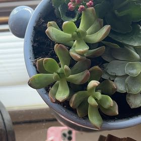 Photo of the plant species Graptosedum 'Copper Glow' by @WinPuka92 named Ulysses S Plant on Greg, the plant care app