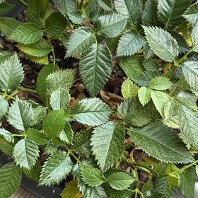 Photo of the plant species Dog Rose by @YokeGutweed62 named Sanders on Greg, the plant care app