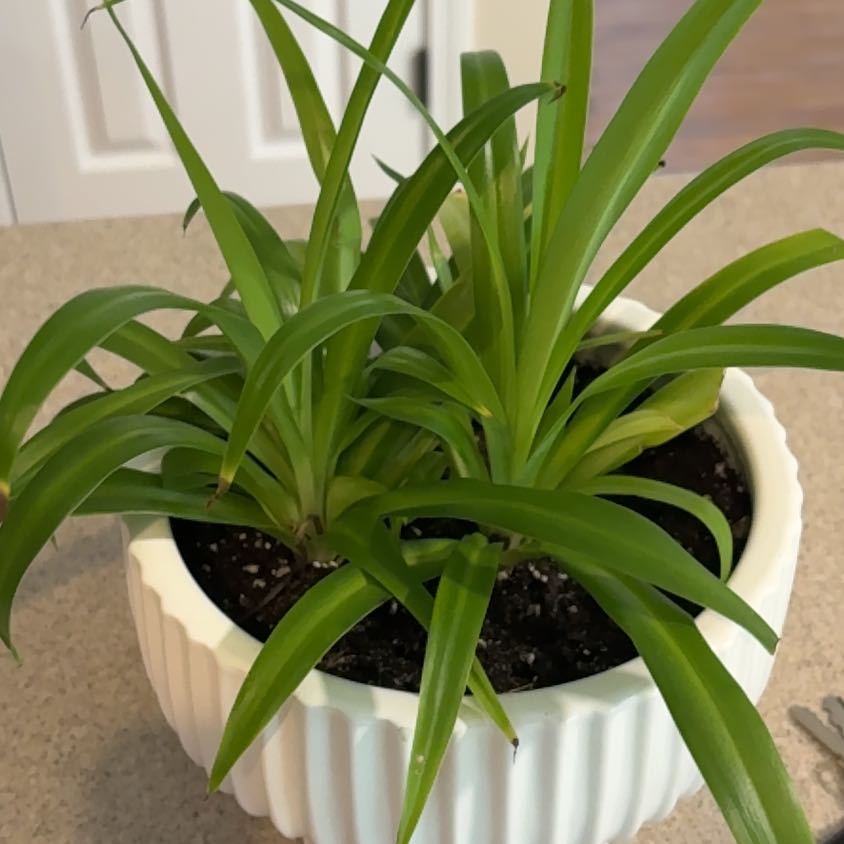 Photo of the plant species Beach Spiderlily by @SturdyPokaka14 named Sigmund on Greg, the plant care app