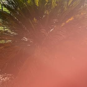 Photo of the plant species Canary Island Date Palm by @BentonGalega23 named Willow on Greg, the plant care app