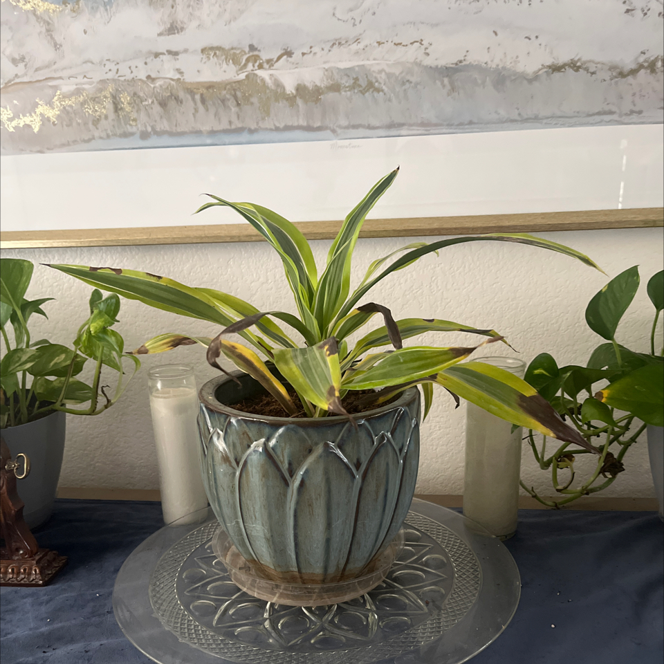 Photo of the plant species Garden Tulip by @BentonGalega23 named Foxxy on Greg, the plant care app