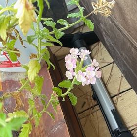 Photo of the plant species Purple Lantana by @CleanRamarama named Rosa on Greg, the plant care app