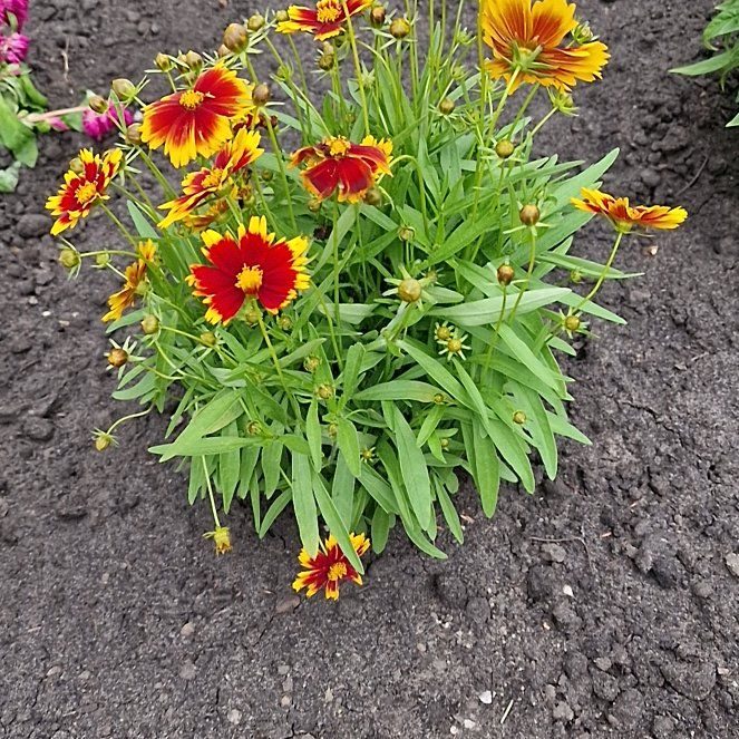 Photo of the plant species Indian Blanket by @PeachySucc56 named Wall-E on Greg, the plant care app
