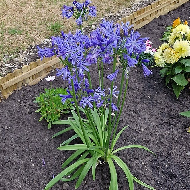 Photo of the plant species Agapanthus Praecox by @PeachySucc56 named Kizer on Greg, the plant care app
