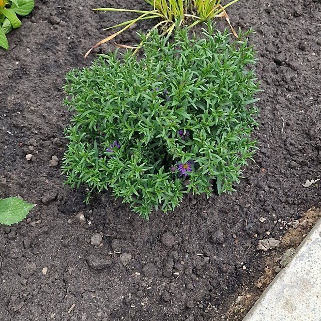 Photo of the plant species Purple Rocket by @PeachySucc56 named Queeny on Greg, the plant care app