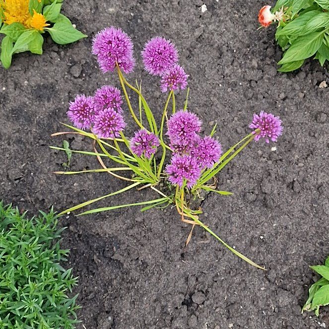 Photo of the plant species Flowering Onion by @PeachySucc56 named Miley on Greg, the plant care app