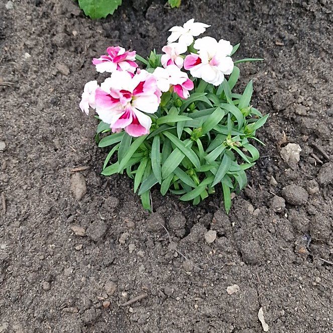 Photo of the plant species Brompton Stock by @PeachySucc56 named Keanu Leaves on Greg, the plant care app