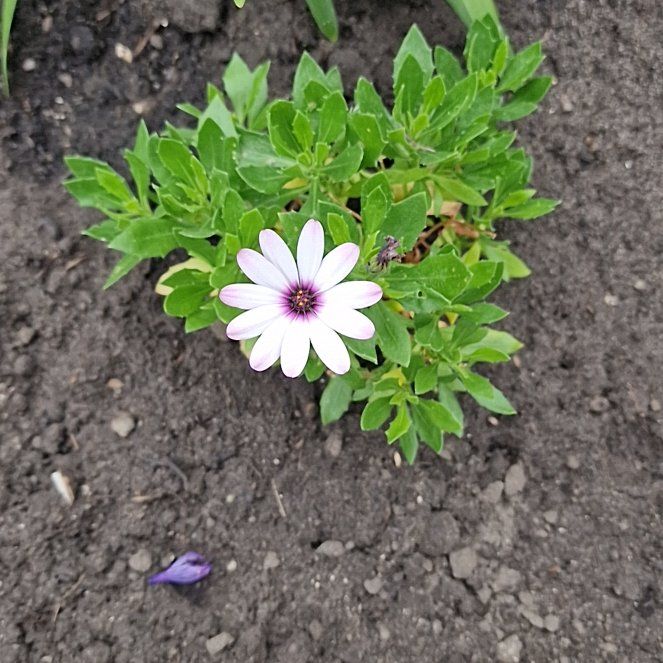 Photo of the plant species Weather Prophet by @PeachySucc56 named Zeus on Greg, the plant care app