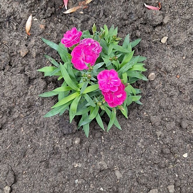 Photo of the plant species Sweet William by @PeachySucc56 named Orwell on Greg, the plant care app
