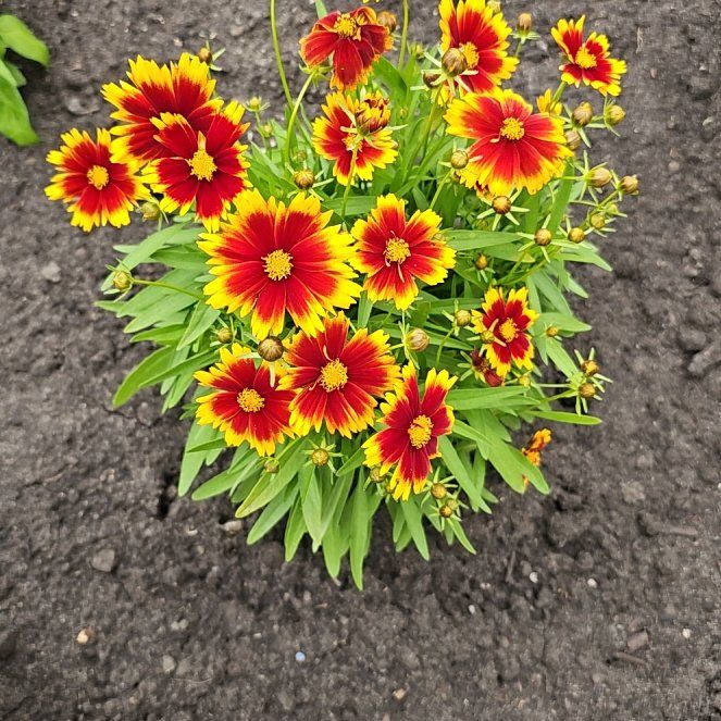 Photo of the plant species Indian Blanket by @SilkyLeekorchid named Wall-E on Greg, the plant care app