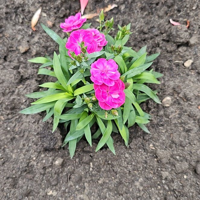 Photo of the plant species Sweet William by @SilkyLeekorchid named Orwell on Greg, the plant care app