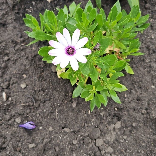 Photo of the plant species Weather Prophet by @SilkyLeekorchid named Zeus on Greg, the plant care app