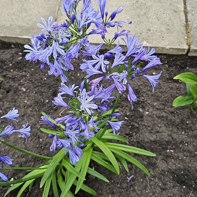 Photo of the plant species Agapanthus Praecox by @SilkyLeekorchid named Kizer on Greg, the plant care app