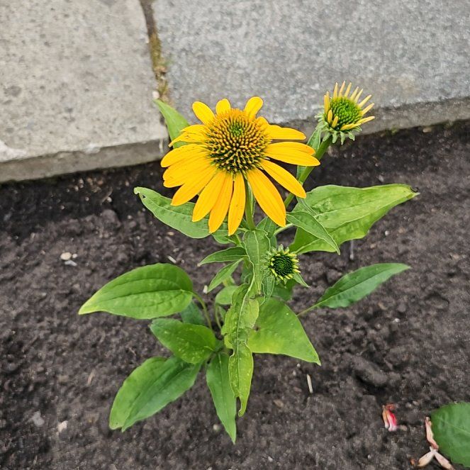 Photo of the plant species Yellow Coneflower by @SilkyLeekorchid named Apollo on Greg, the plant care app