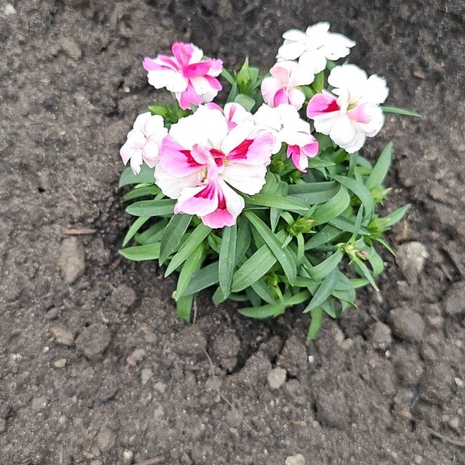 Photo of the plant species Sweet William by @SilkyLeekorchid named Keanu Leaves on Greg, the plant care app
