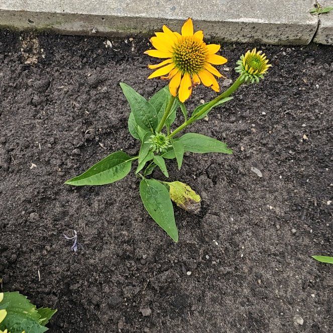 Photo of the plant species Yellow Coneflower by @SilkyLeekorchid named Xena on Greg, the plant care app
