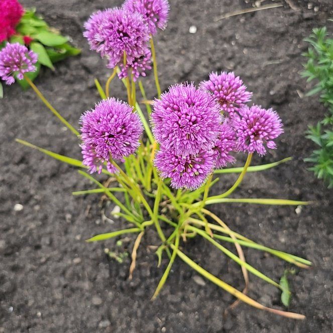 Photo of the plant species Flowering Onion by @SilkyLeekorchid named Miley on Greg, the plant care app