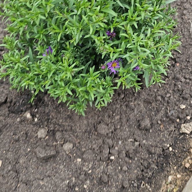 Photo of the plant species Petunia 'Purple Rocket' by @SilkyLeekorchid named Queeny on Greg, the plant care app