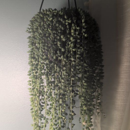 Photo of the plant species String of Raindrops by @ZingyRosea88 named ChloroPhil on Greg, the plant care app