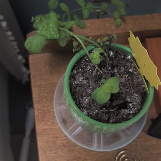 Photo of the plant species Mint by @ZingyRosea88 named Peter Parker on Greg, the plant care app