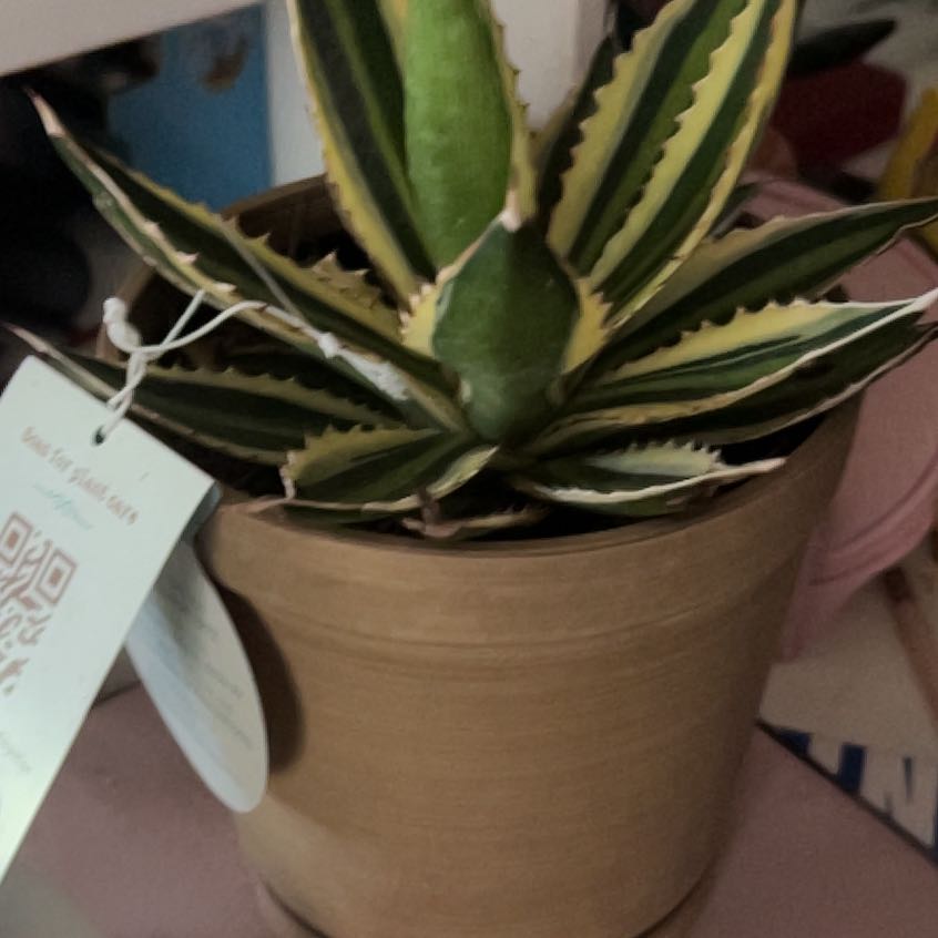 Photo of the plant species Thorn-Crested Century Plant by @HotRhubarb85 named Harper on Greg, the plant care app