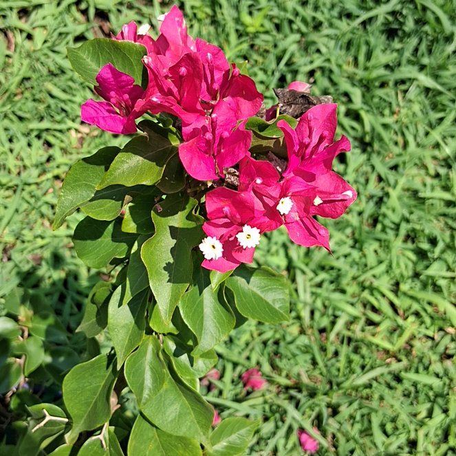 Photo of the plant species Lesser Bougainvillea by @AwakePurei6 named Keanu Leaves on Greg, the plant care app