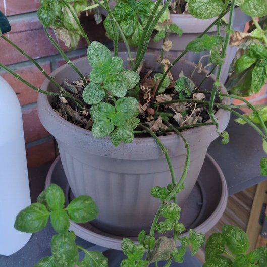 Photo of the plant species Mentha Suaveolens by @LushBokchoi59 named Winston on Greg, the plant care app
