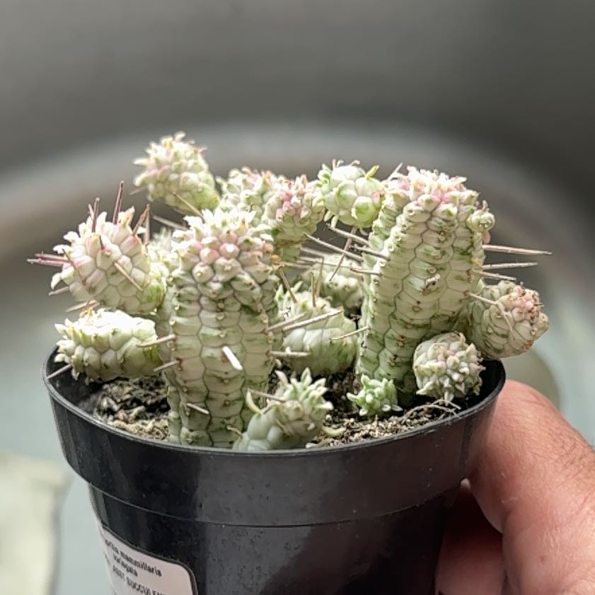 Photo of the plant species Variegated Corncob Cactus by @PrimoHedera95 named Xena on Greg, the plant care app