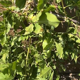 Photo of the plant species Chinese Wisteria by @StunningCacto59 named Orwell on Greg, the plant care app