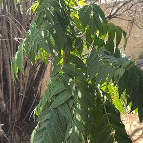 Photo of the plant species Varnish Tree by @StunningCacto59 named Gaga on Greg, the plant care app