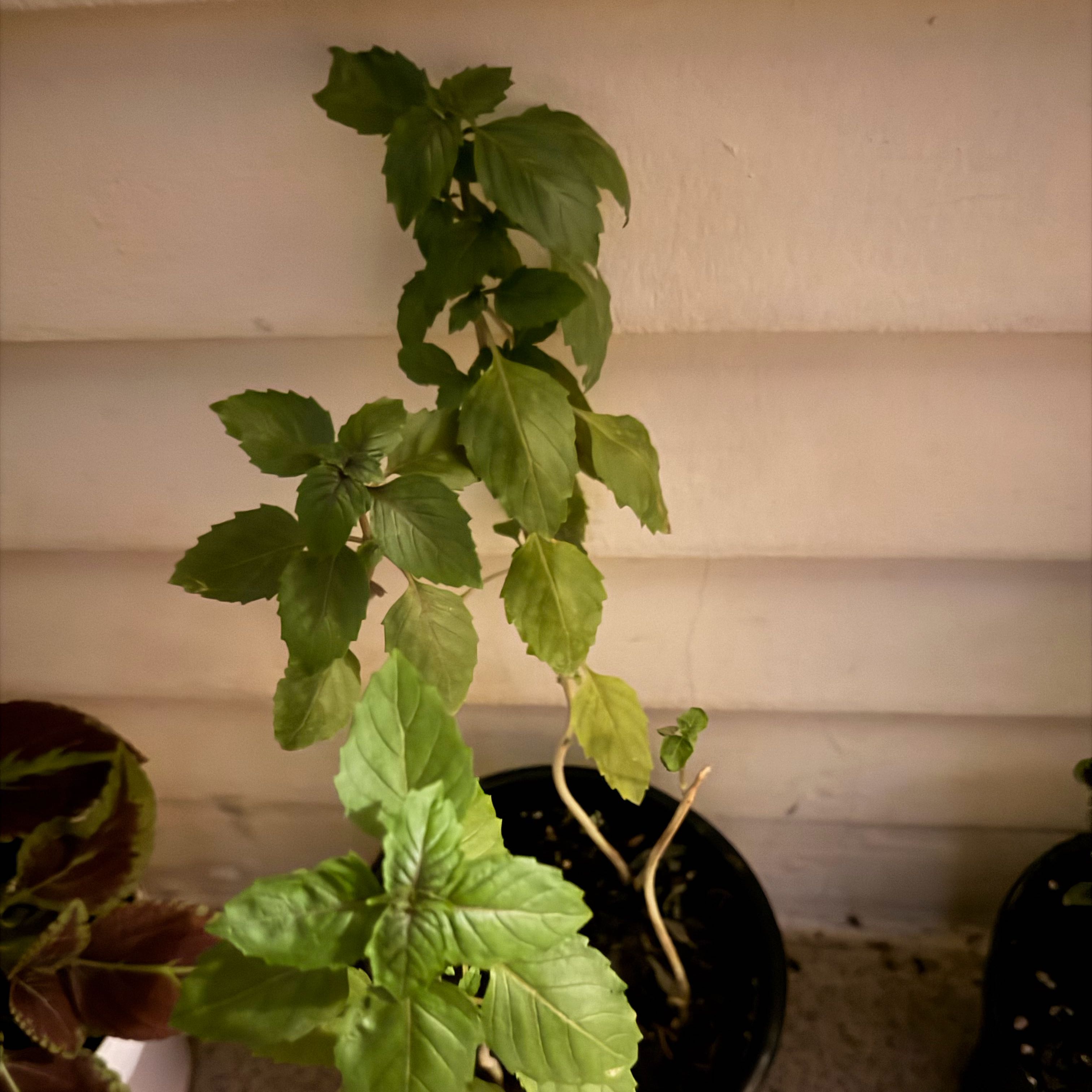 Photo of the plant species African Blue Basil by @SirSedum9 named Figyonce on Greg, the plant care app