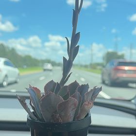 Photo of the plant species Echeveria 'Neon Breakers' by @LushPinklaui17 named Melanie on Greg, the plant care app