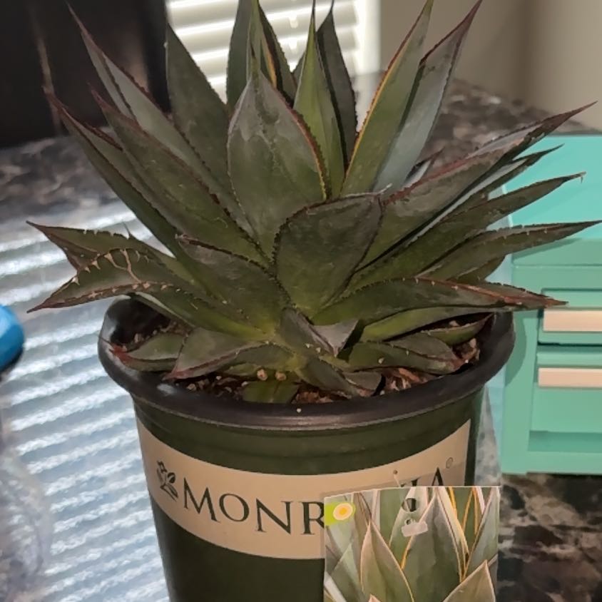Photo of the plant species Agave 'Blue Glow' by @SuppleCowbane65 named Orwell on Greg, the plant care app