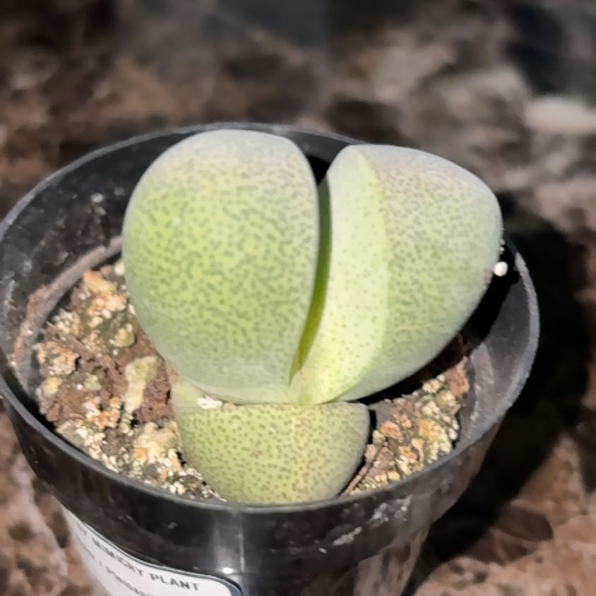 Photo of the plant species Cleft Stone by @SuppleCowbane65 named Muhammad Ali on Greg, the plant care app