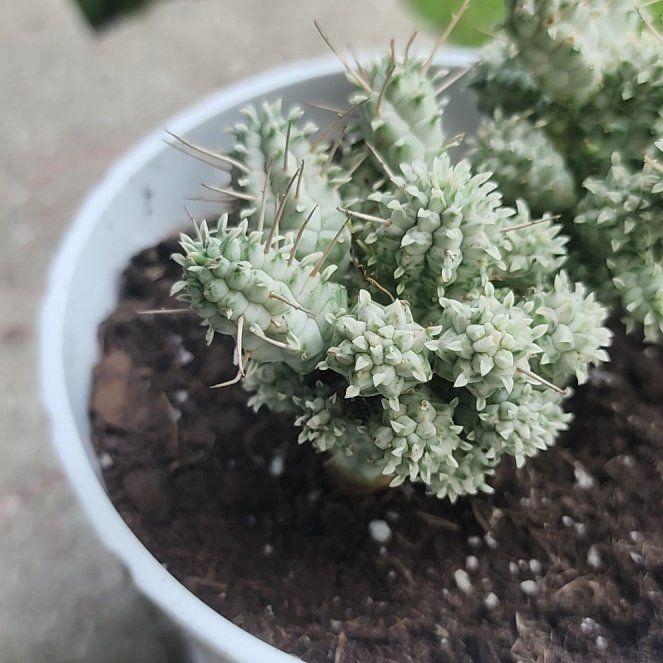 Photo of the plant species Variegated Corncob Cactus by @AnewCamellia92 named White Corn on Greg, the plant care app