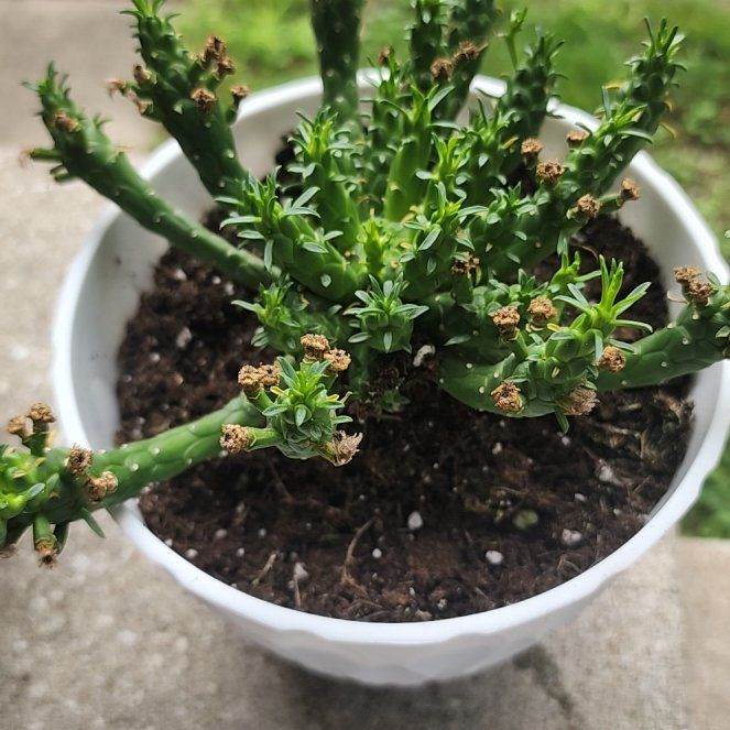 Photo of the plant species Medusa's Head Cactus by @AnewCamellia92 named Medusa on Greg, the plant care app