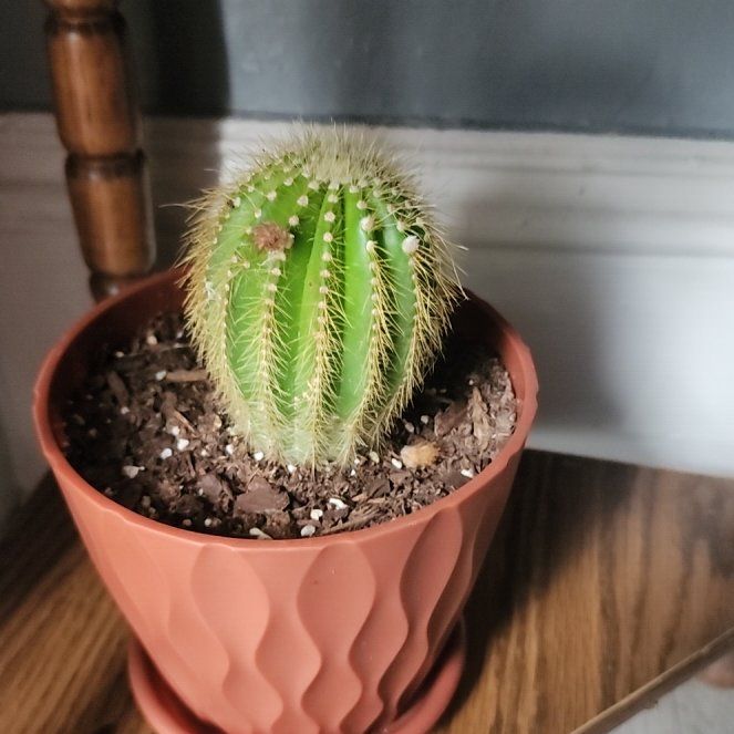 Photo of the plant species Parodia Leninghausii by @AnewCamellia92 named Ball on Greg, the plant care app