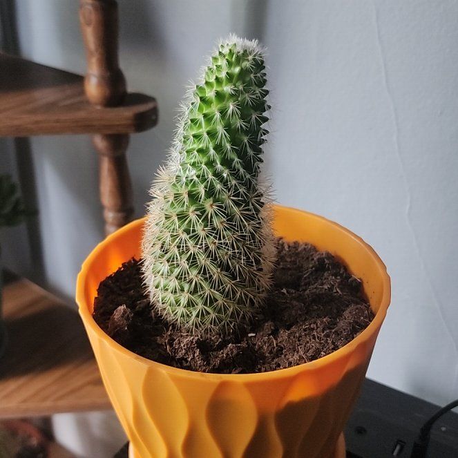 Photo of the plant species Mammillaria spinosissima f. rubrispina by @AnewCamellia92 named Kesha on Greg, the plant care app