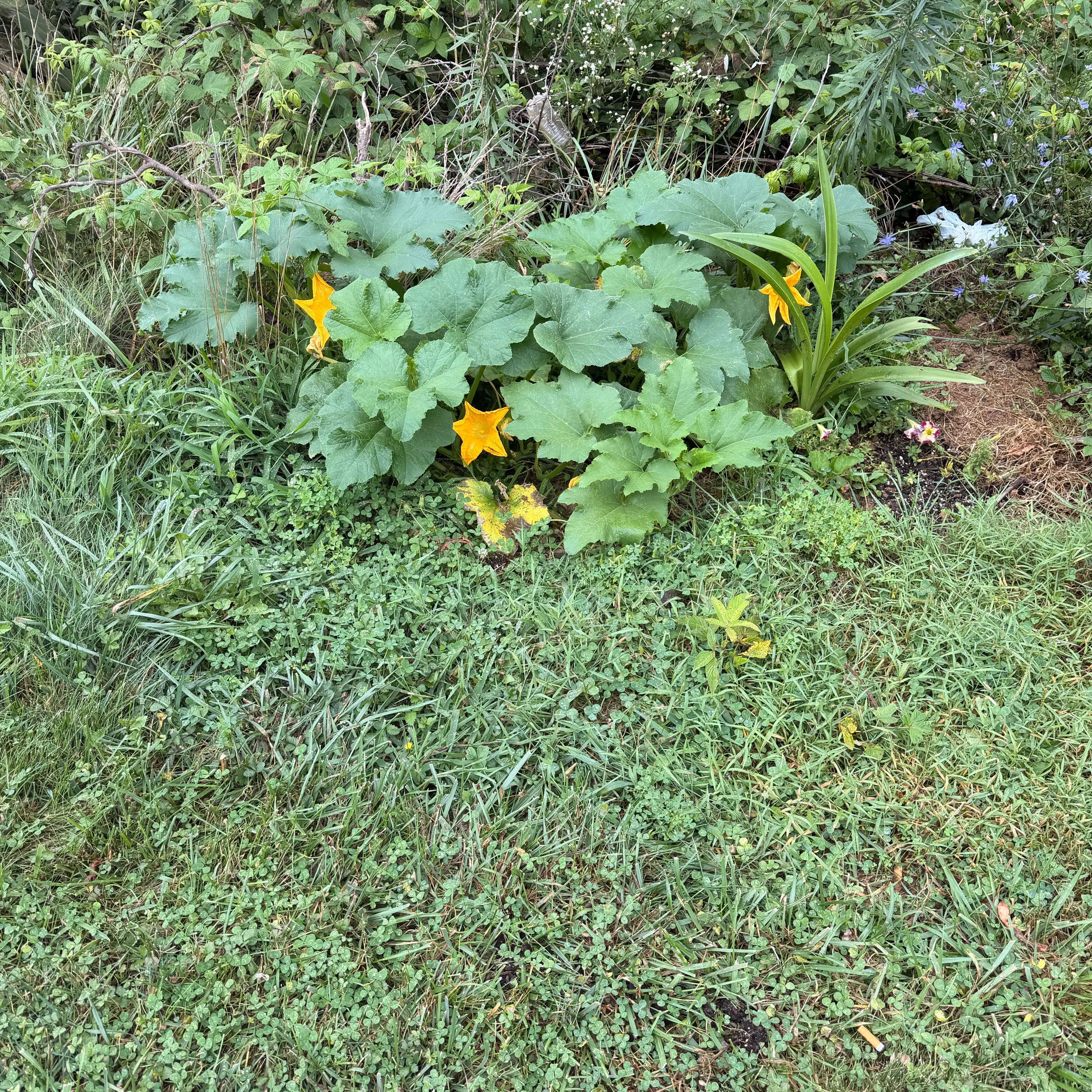 Photo of the plant species Pumpkin by @SumViiibe named Forrest on Greg, the plant care app