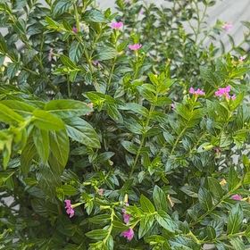 Photo of the plant species Hawaiian Heather by @NimblePomelo3 named Baesil on Greg, the plant care app