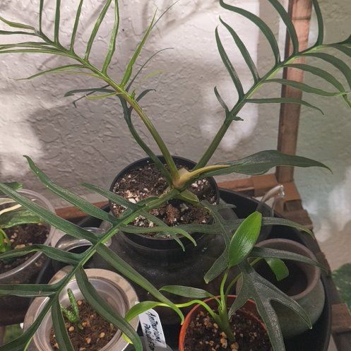 Photo of the plant species Philodendron tortum by @NiftyBabystears named Rosa on Greg, the plant care app