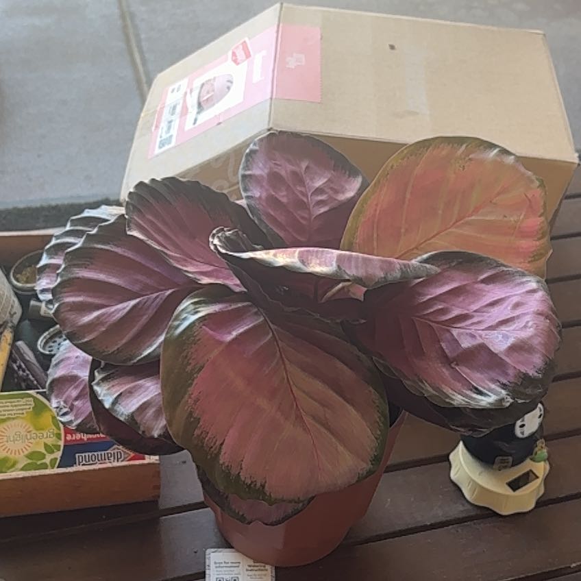 Photo of the plant species Calathea Purple Rose by @ProAlmond62 named RosiePosie0yes on Greg, the plant care app