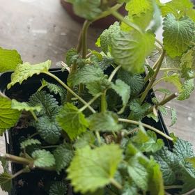 Photo of the plant species Balm Mint by @HeirChilli5 named Sour patch on Greg, the plant care app