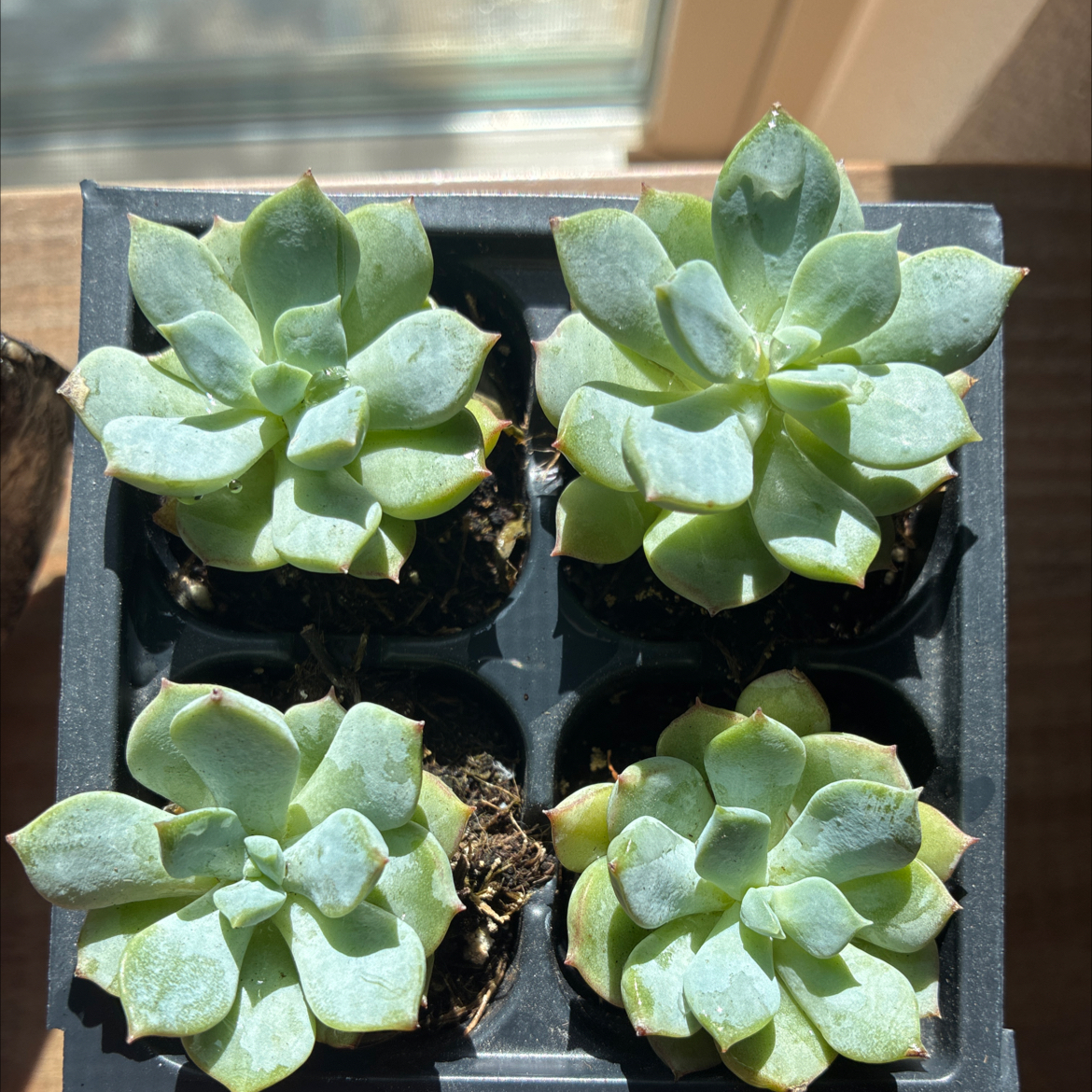 Photo of the plant species Porcelain Plant by @VipRedbeech53 named Zarka on Greg, the plant care app