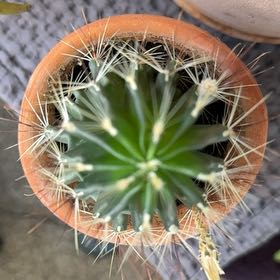 Photo of the plant species Miniature Barrel Cactus by @YernLantana58 named Bieber on Greg, the plant care app