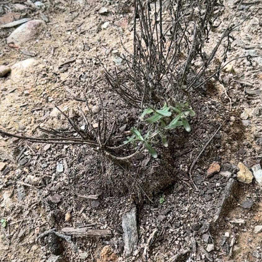 Photo of the plant species Fernleaf Lavendar by @VipHawkswing61 named Sproutacus on Greg, the plant care app
