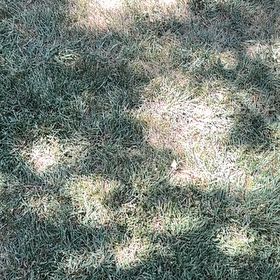 Photo of the plant species Kentucky Bluegrass by @HotPigsqueak66 named Einstein on Greg, the plant care app