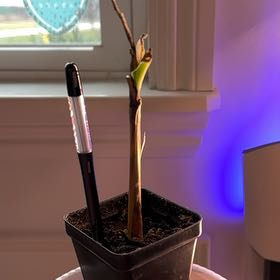 Plant care for Abyssinian Banana on Greg, the plant care app