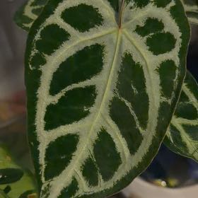 Photo of the plant species Anthurium Dorayaki by Iris named Sproutacus on Greg, the plant care app